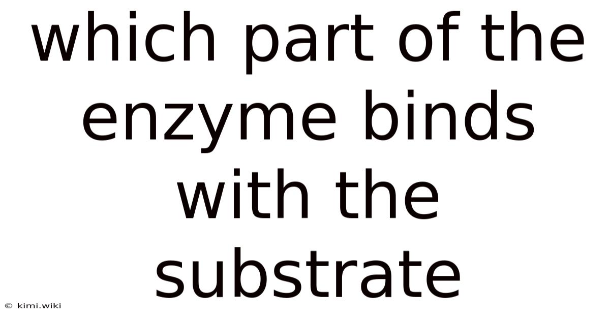 Which Part Of The Enzyme Binds With The Substrate