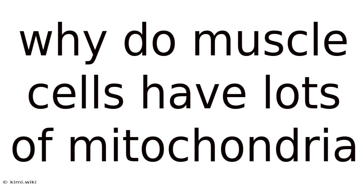 Why Do Muscle Cells Have Lots Of Mitochondria