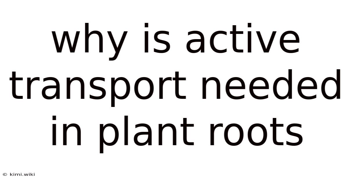 Why Is Active Transport Needed In Plant Roots