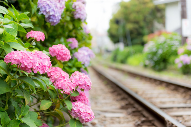 Blooming hydrangea next to train tracks